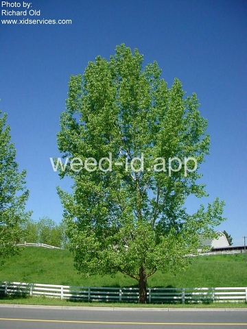 cottonwood, plains